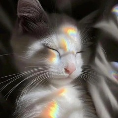 Túlim sa k túlavím mačkám - Vankus