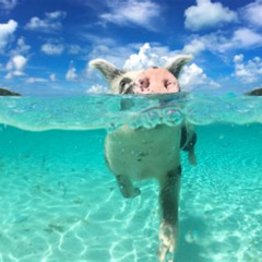 Review Special Price Swimming Pigs