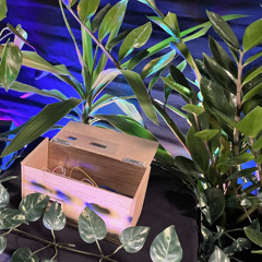 Zamia Plant Waking Up, Synth Session | Biodata Sonification + Atmosphere