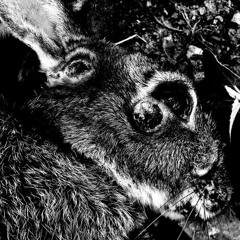 MYXOMATOSIS - Llenos de Arena (acústico @ Odios de Estación)