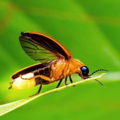 FIREFLY demo.wav