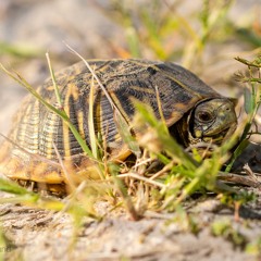 Panhandle Afield: Ornate Box Turtles