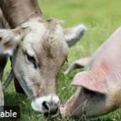 Cows Pigs prod bey
