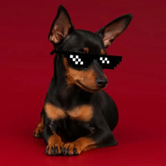 NICO IN A AIRPORT BAG