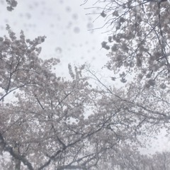 猫とアレルギー cover