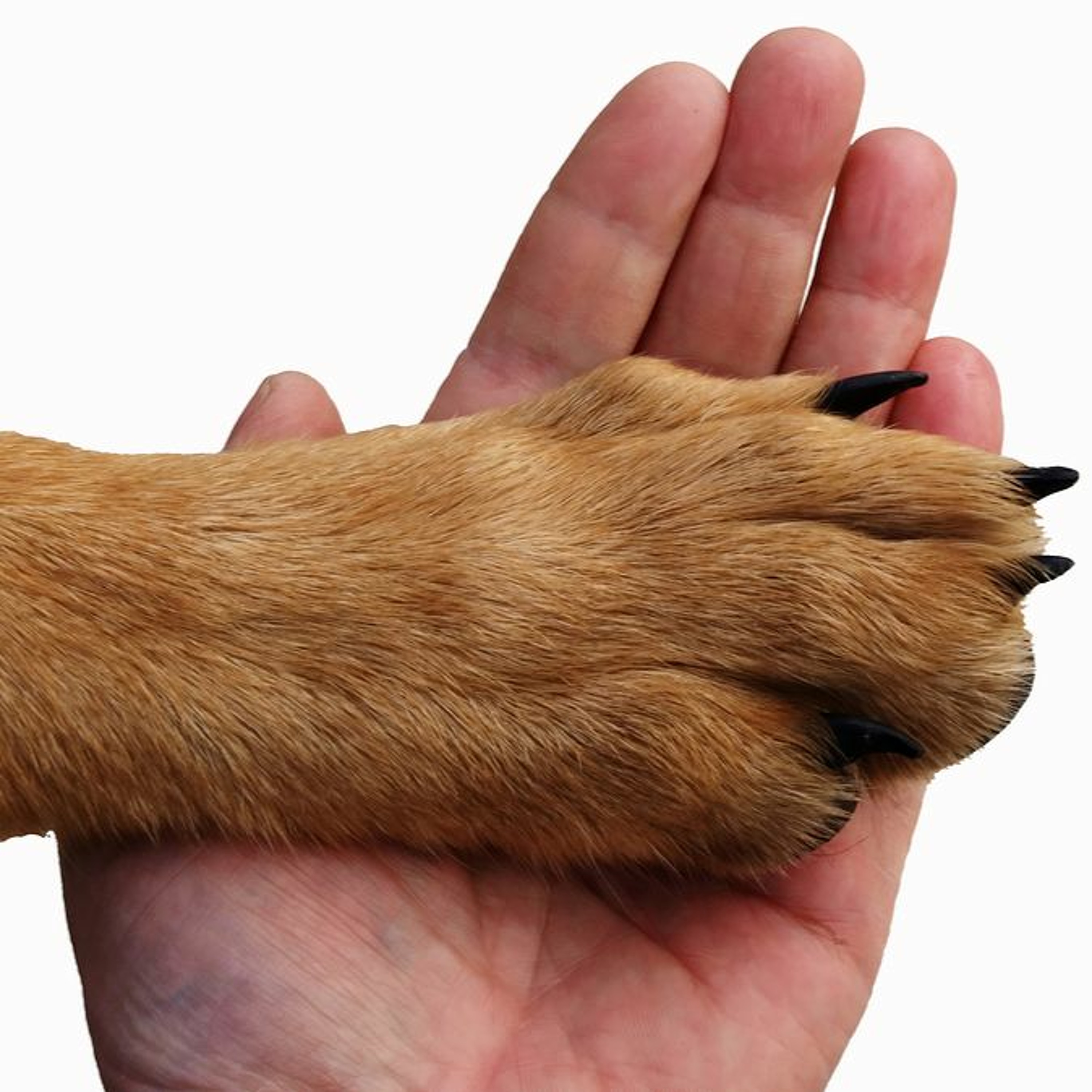 Fear Free Pets