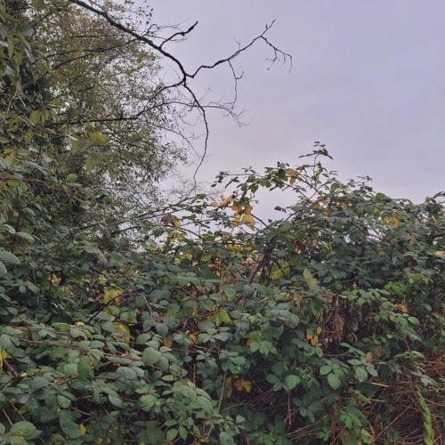 charlie xcx - 365 (scrapped remix)