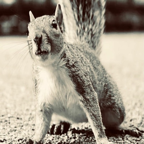 The Squirrel Catcher (Bandcamp Only)