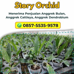 Hubungi 0857-5535-9578, Grosir Anggrek Bulan Premium di Malang