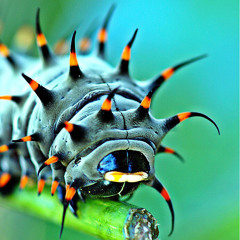 BLACKMAN x LIL PSYOP - FIRE AND ICE (prod BLACKMAN)