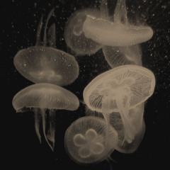 i will feel it forever