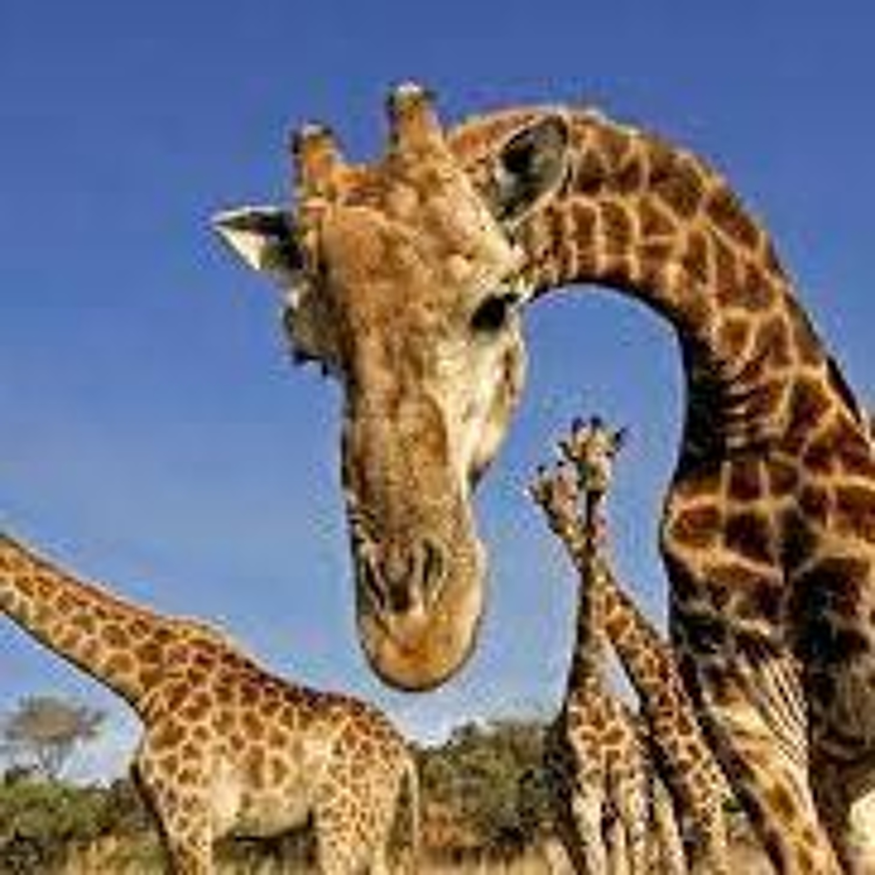OMU 74: Giraffes - Are they real?