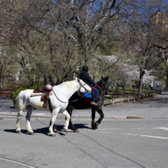 Review Special Price Horseback Riding In Central Park
