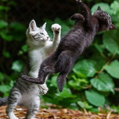 DJ Mane Guetta - PUM CATS