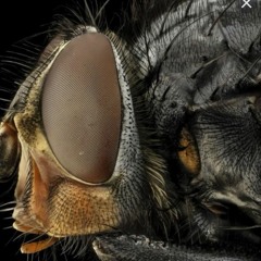 MiroAmosss - mosquitoes