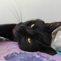 This is my cat, not me