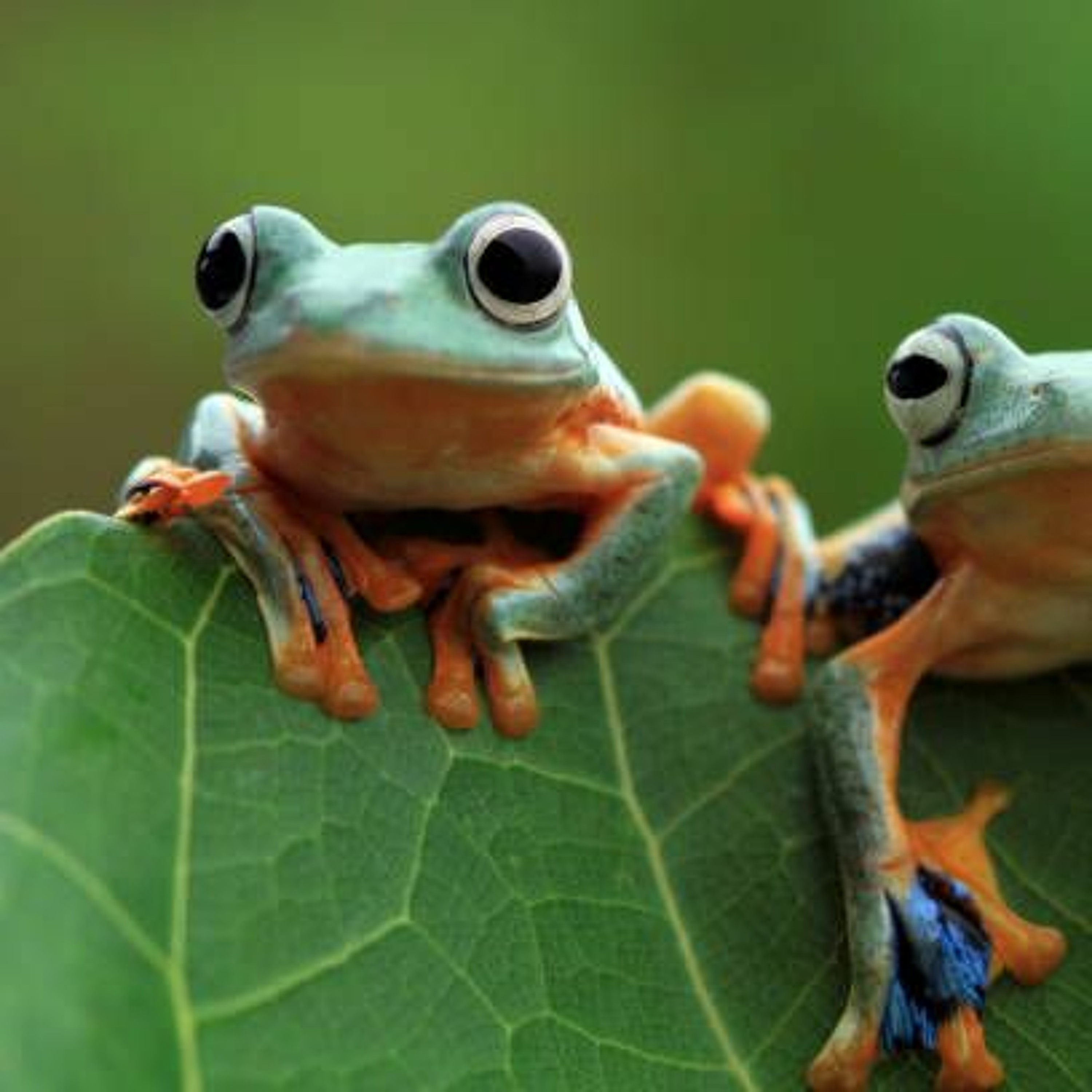 FROGS vs TOLL GATE episode artwork