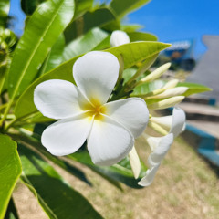 Limwamwaay-
