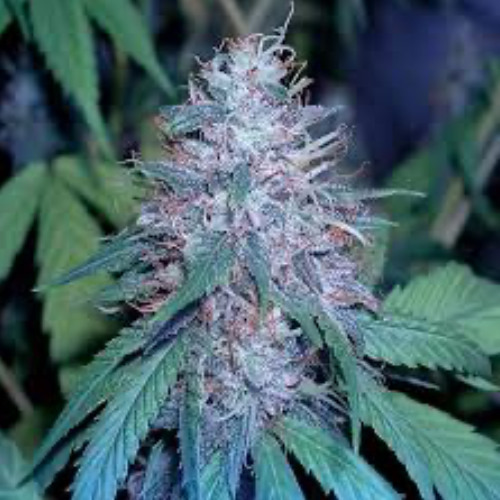 PsychedelicRelic