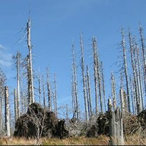 BiofuelWatch's Gary Graham Hughes Says Humboldt County Is Entangled In A Clmate Suicide Project