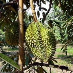 En Indonésie, des durians gratuits pour encourager les mariages