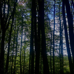 Through the Dark Forest 2.wav