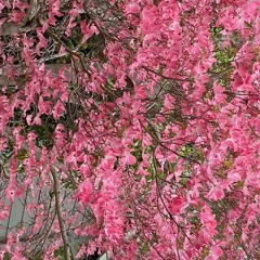 COVOID from COVIDITTIES Op. 116, No. 1