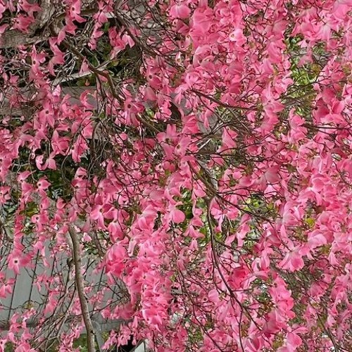 COVOID and other works by GARY LLOYD NOLAND