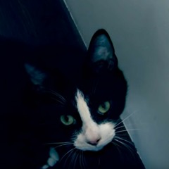 Meow