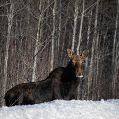 Moose Population Remains Relatively Stable In Northern Minnesota