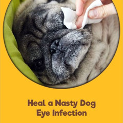 Best Dog Eye Infection Home Treatment Reviews