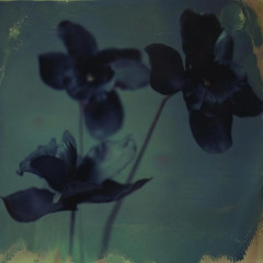 flowers in flames