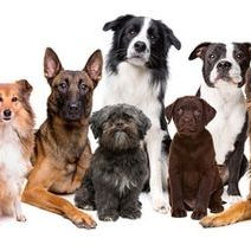The Golden Retriever Price: How to Get the Best Deal on Golden Retriever