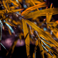 Ted Amber - Nothing Wrong