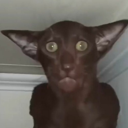 ONE EYE OPEN WHEN IM SLEEPING TRAP
