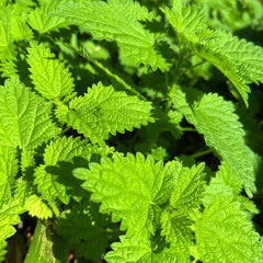 Nettles - Ethel Cain cover