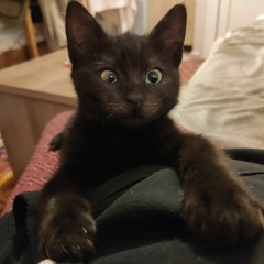 Deadmansfingercocnut