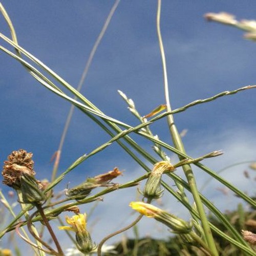 Finding Your Feet Meditation
