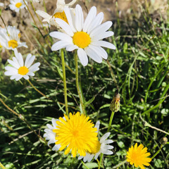 Gungtey Sergi Meto by Tshering Yangdon (Pinky) & Jigme Norbu Wangdi movie Nge Agay.mp3