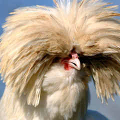 Haynes VS Julie Daraîche - La Poule à Collin Front & Back (Kay Becker RADIO EDIT)