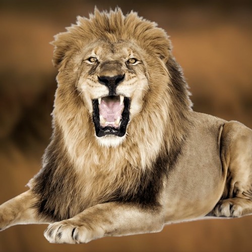 Lion Attack Roar sound effect without copyright