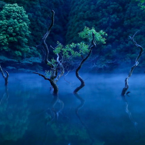 Spirit Forest