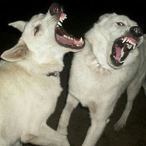 wifiskeleton - im dead 100%