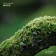 on FREE DOWNLOAD: Tom Baker - Moss (Original Mix) [Stone Seed]