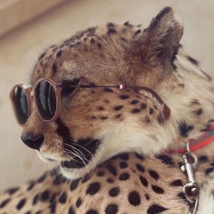 CHEETA prod travvyberry