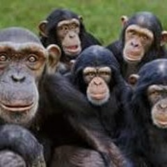 Apes in groups of five