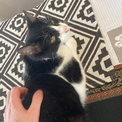 dogmatika ecclesia (licantropia severa)