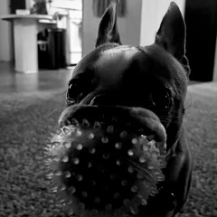 50k +samii (bbuggin)