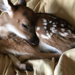 Cayendo (Frank Ocean cover)