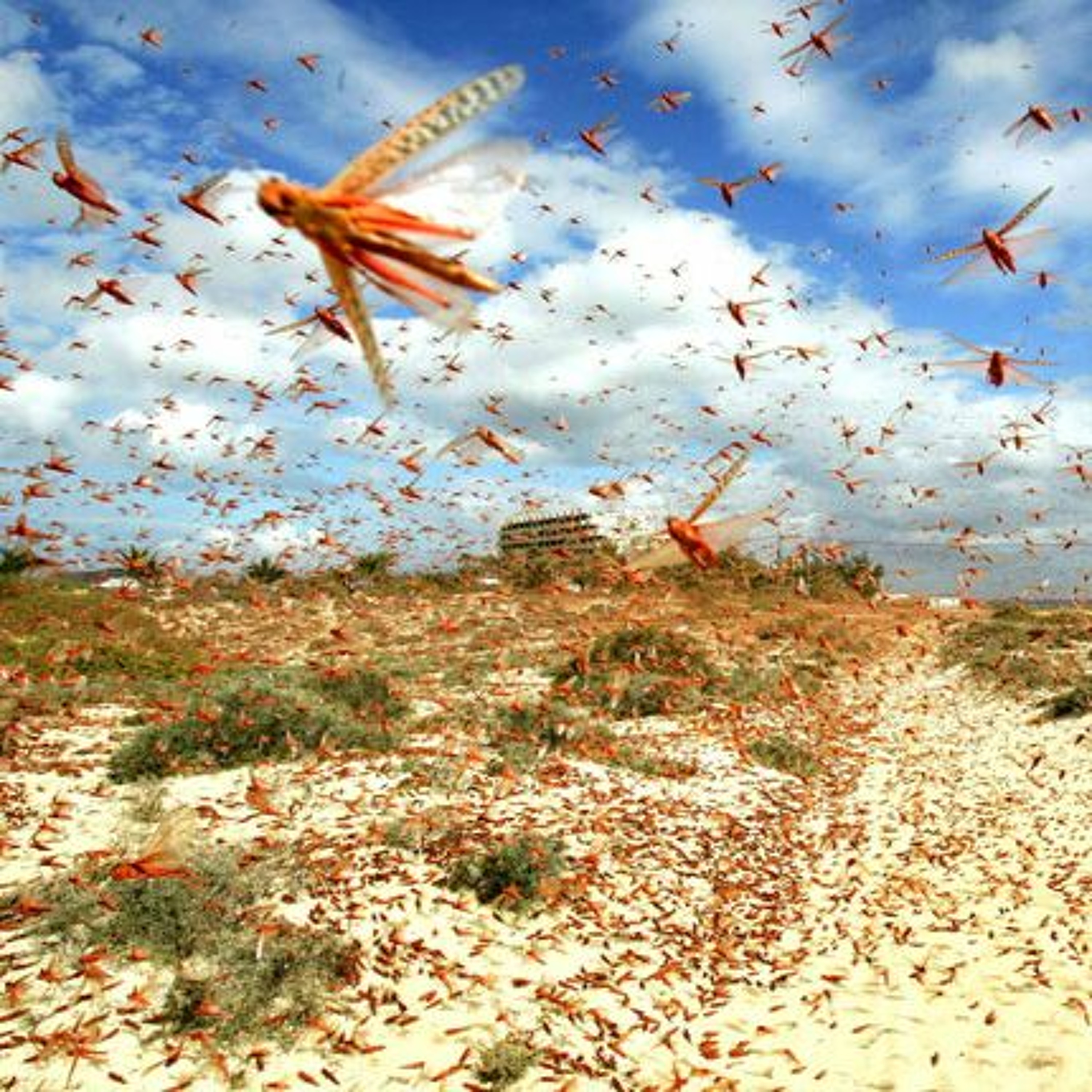 Joel 1:1-12-The Locust Plague episode artwork